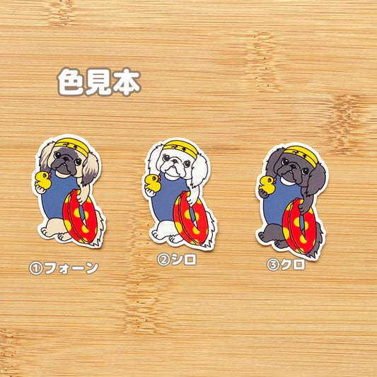プールに来たペキニーズちゃん。97-
