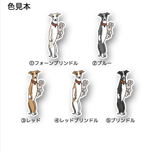 おりこうさんで待ってたウィペットちゃん。13-4