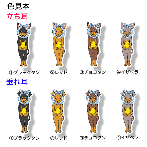 お風呂上がりのミニピンちゃん。113-19