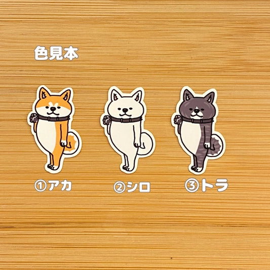 ヤッホー♪って待っててくれたアキタイヌ。3-6