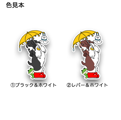 梅雨のお散歩で出会ったイングリッシュスプリンガーちゃん。11-11
