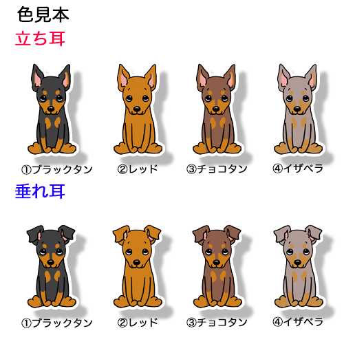 おすわりしてるミニピンちゃん。113-15