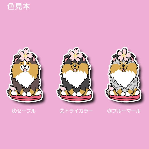 シェルティちゃんの春のご挨拶。38-3
