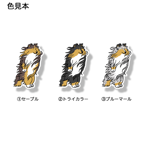 風に吹かれるラフコリーさん。116-3