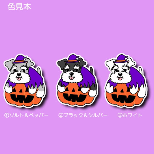 オバケカボチャとシュナウザーちゃん。44-11