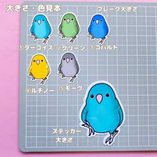 てくてくサザナミインコちゃん。