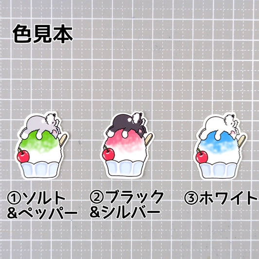 かき氷で冷えてるシュナウザーちゃん。44-6