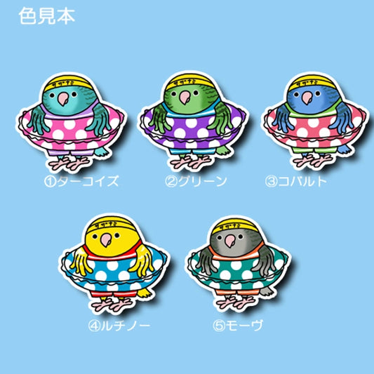 プールに入りたいサザナミインコちゃん。
