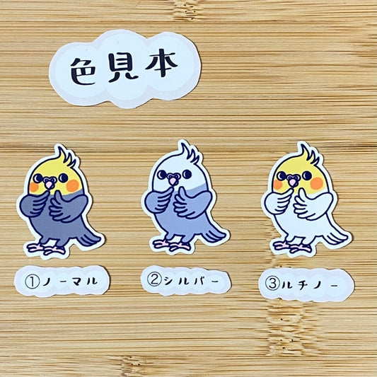 かわいいオカメインコちゃん。
