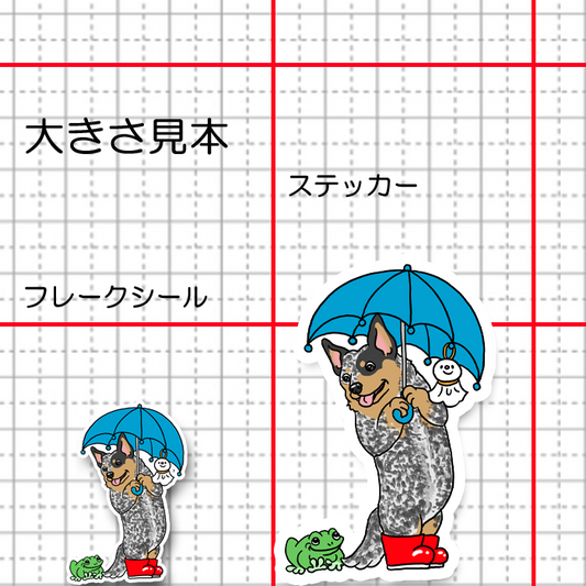 梅雨のお散歩のオーストラリアンキャトルドッグちゃん。19-8