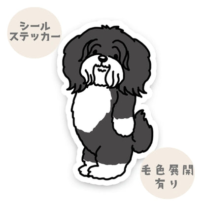 おりこうさんで待ってるチベタンテリアちゃん。56-1