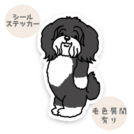 おりこうさんで待ってるチベタンテリアちゃん。56-1