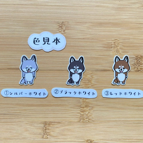 見つめるハスキーちゃん。40-4
