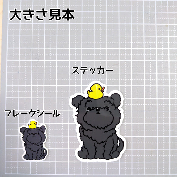 おすわりしてるアーフェンピンシャーちゃん。1-2