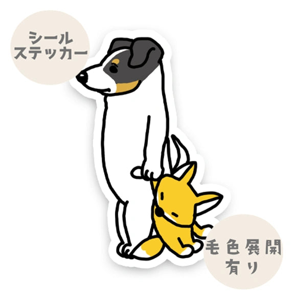 お留守番してるジャックラッセルちゃん。42-10