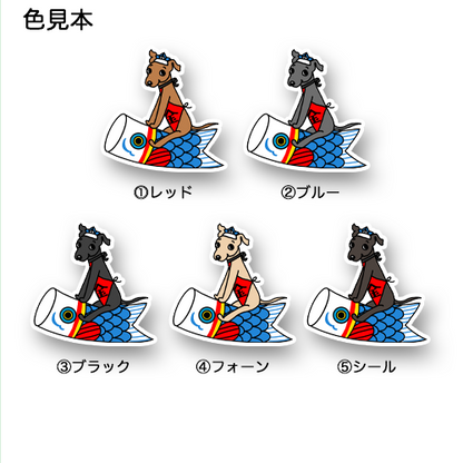 端午の節句のイタグレちゃん。9-