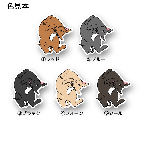 へそ天のイタグレちゃん。9-