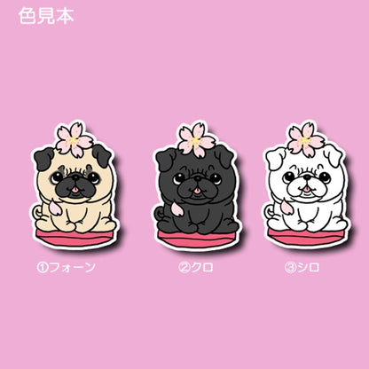 パグちゃんの春のご挨拶。76-