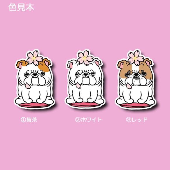 ブルドッグちゃんの春のご挨拶。95-