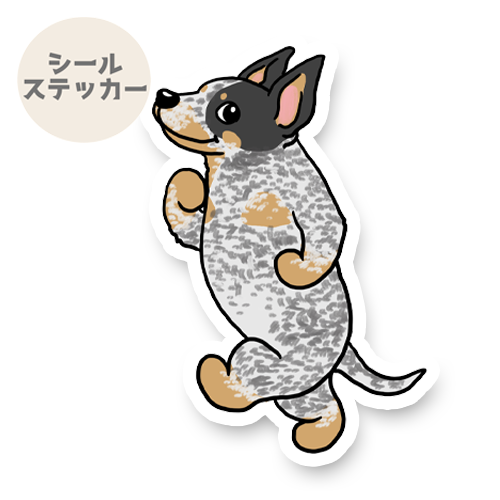 るんるんオーストラリアンキャトルドッグちゃん。19-4