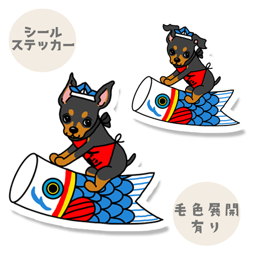 端午の節句のミニピンちゃん。113-22