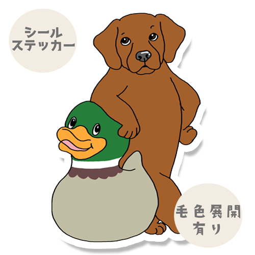 お気に入りのカモを見つけたラブラドールちゃん。117-4