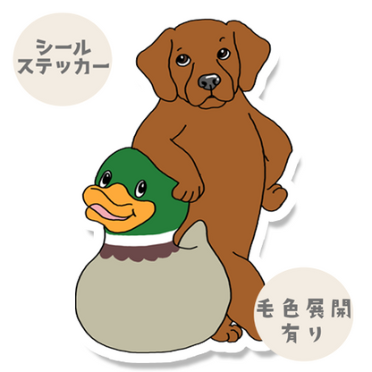 お気に入りのカモを見つけたラブラドールちゃん。117-4