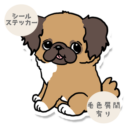 おすわりしてるチワペキちゃん。62-15
