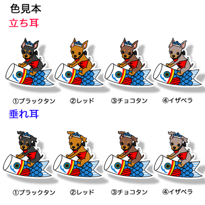 端午の節句のミニピンちゃん。113-22