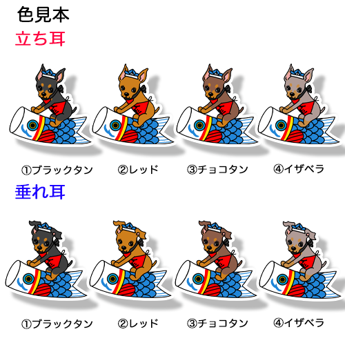 端午の節句のミニピンちゃん。113-22