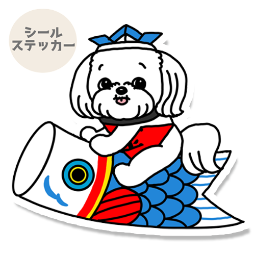 端午の節句のマルチーズちゃん。109-27