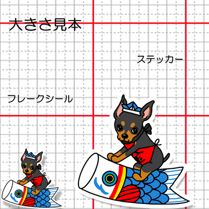 端午の節句のミニピンちゃん。113-22