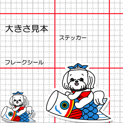 端午の節句のマルチーズちゃん。109-27