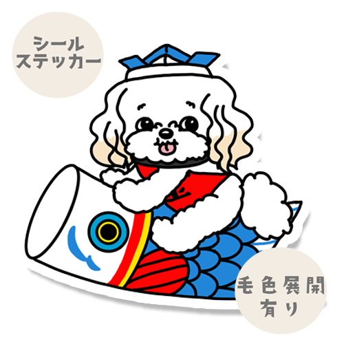端午の節句のマルプーちゃん。111-14