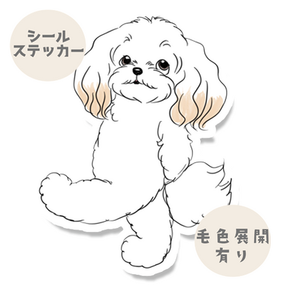 何しようかなーって考えてるマルプーちゃん。111-9