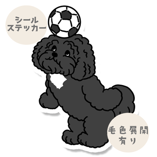 サッカー好きなポーチュギーズウォータードッグさん。129-5