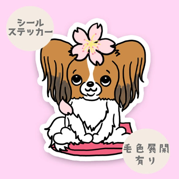 パピヨンちゃんの春のご挨拶。80-