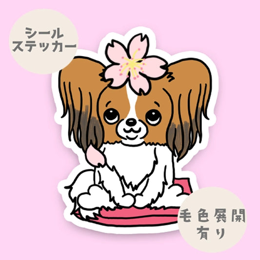 パピヨンちゃんの春のご挨拶。80-