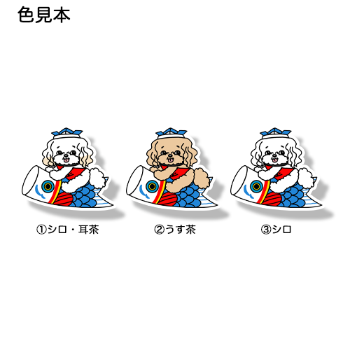 端午の節句のマルプーちゃん。111-14