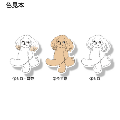 何しようかなーって考えてるマルプーちゃん。111-9