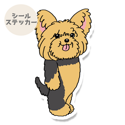 これからトリミングのヨーキーちゃん。114-12