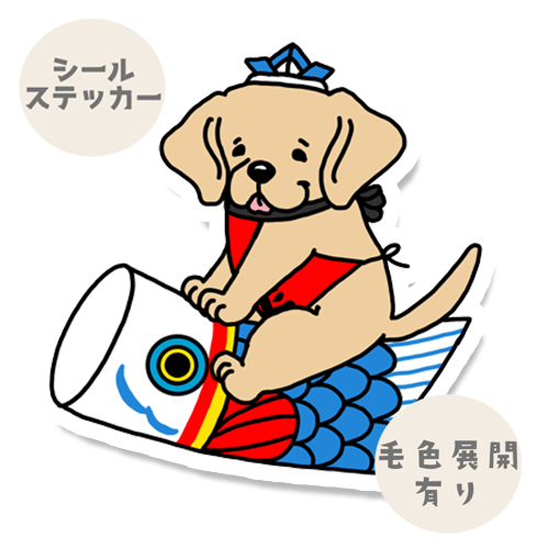 端午の節句のラブラドールさん。117-29