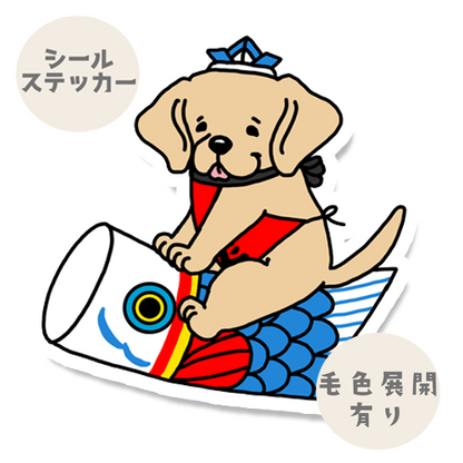 端午の節句のラブラドールさん。117-29