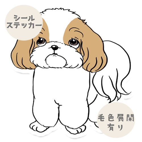 何か買ってもらえるの待ってるシーズーちゃん35-30