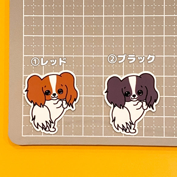 おねだりパピヨンちゃん。80-