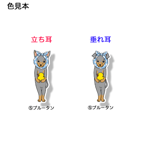 お風呂上がりのミニピンちゃん。113-19