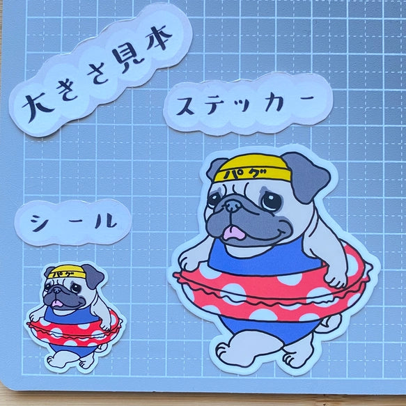プールに来たパグちゃん。76-