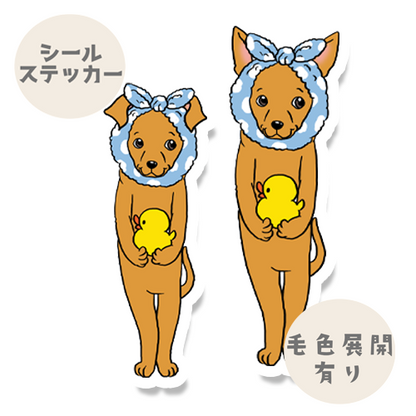 お風呂上がりのミニピンちゃん。113-19