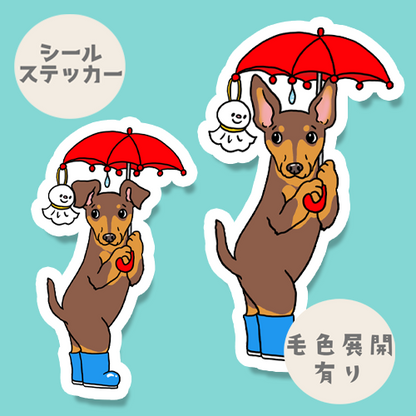 雨の日のお散歩のミニピンちゃん。113-27