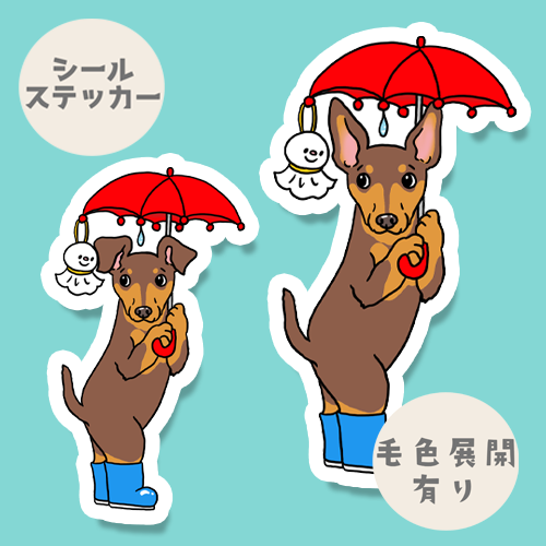 雨の日のお散歩のミニピンちゃん。113-27